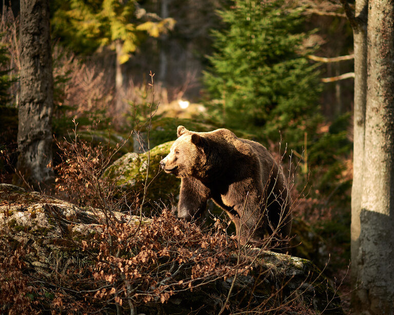 Ausflugsziele Bayerischer Wald