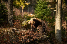 Ausflugsziele Bayerischer Wald