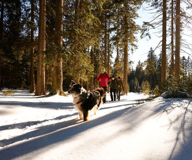 Langlaufen Bayerischer Wald Hotel