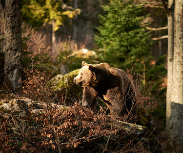 Ausflugsziele Bayerischer Wald