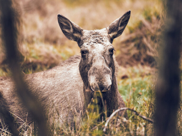 Hotel am Nationalpark Bayerischer Wald