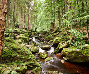 Wanderurlaub Bayerischer Wald