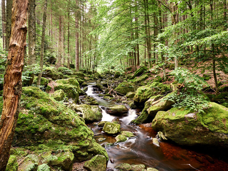 Wanderurlaub Bayerischer Wald