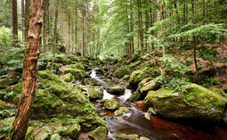 Wanderurlaub Bayerischer Wald